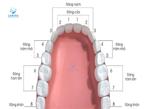 răng cấm là răng nào: vị trí răng khôn