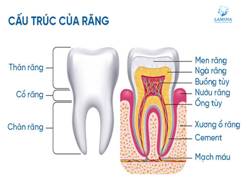 sâu răng vào tuỷ: cấu trúc của răng