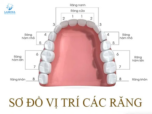 răng số 8 vị trí