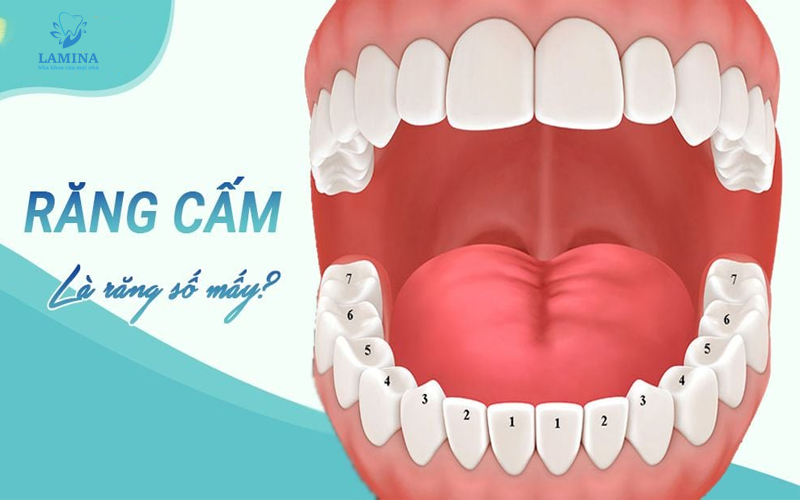 răng cấm là răng nào